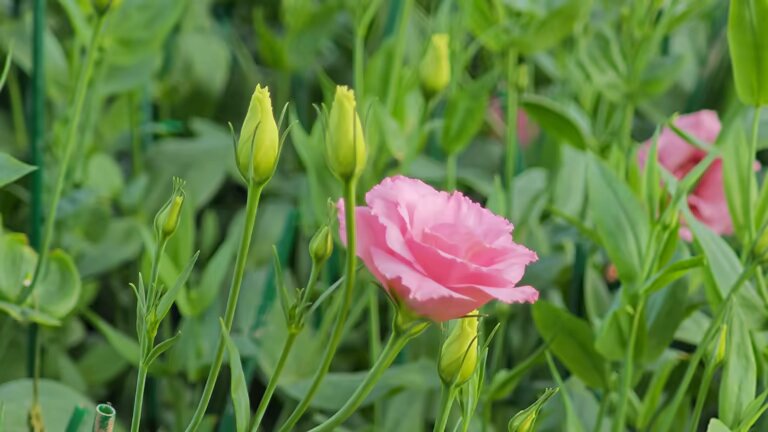 Pink Perennial Lisianthus Flower Seeds - Heirloom Non GMO High Germination Flower Seeds for Home Garden Planting