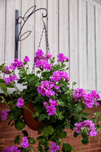 Pink Climbing Geranium Flower Seeds - Heirloom Non GMO Garden Seeds for Planting, High Germination Quality