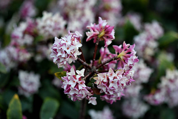 Daphne Flower Seeds