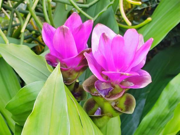 Cymbidium Flower Seeds - Heirloom Non GMO High Germination Garden Seeds