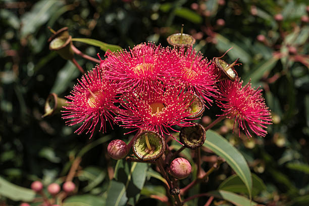 Corymbia Ficifolia Flower Seeds