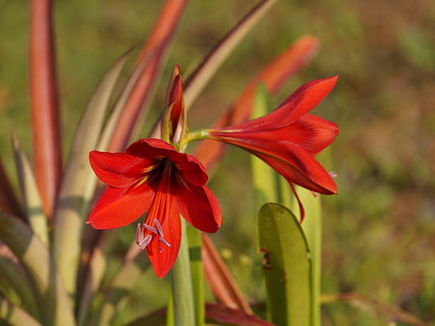 Red Amaryllis Flower Seeds – Rare Blooming Plants for Balcony and Outdoor Gardens