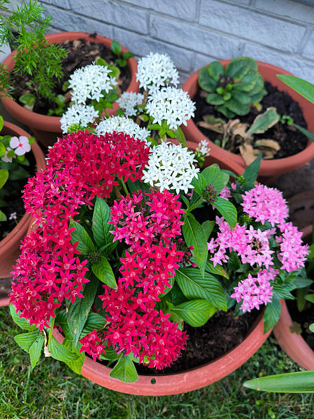 Mixed Pentas Flower Seeds – Exotic Flowering Plants for Vibrant Garden Beauty