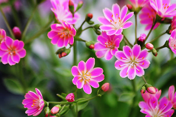 Pink Lewesia Flower Seeds - Heirloom, Non GMO, High Germination, Organic Garden Seeds