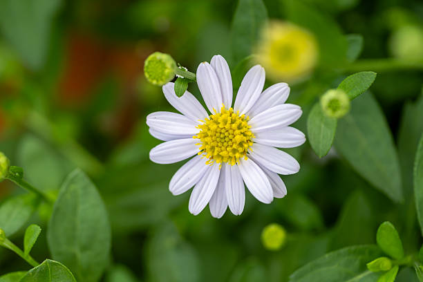 White Brachyscome Iberidifolia Flower Seeds - Heirloom Non GMO Flower Seeds, High Germination Organic Garden Planting Se