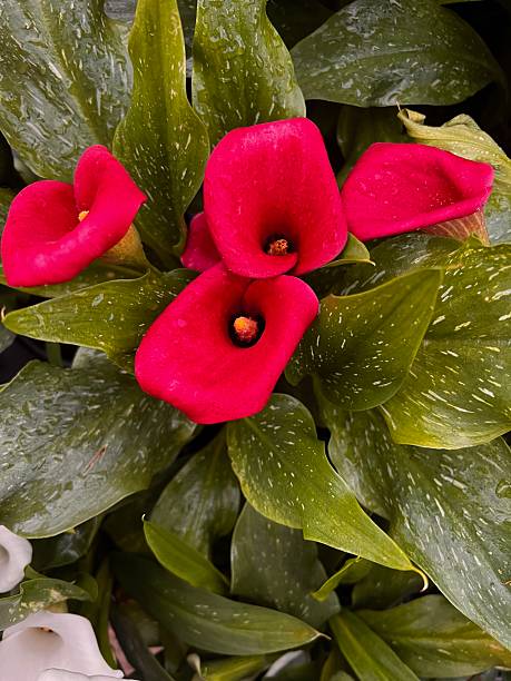 Red Calla Lilly Flower Seeds – Exotic Flowering Plants for Vibrant Backyard Beauty - Heirloom Non GMO High Germination P