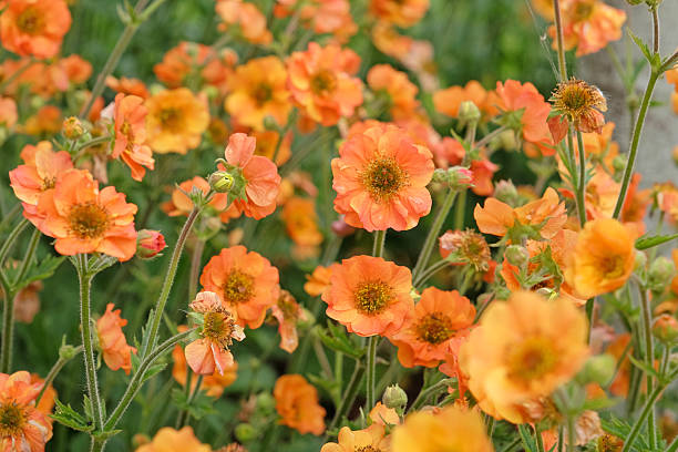 Geum Flower Seeds