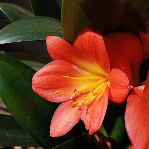 Perennial Clivia Flower Seeds – Exotic Flowering Plants for Colorful Garden
