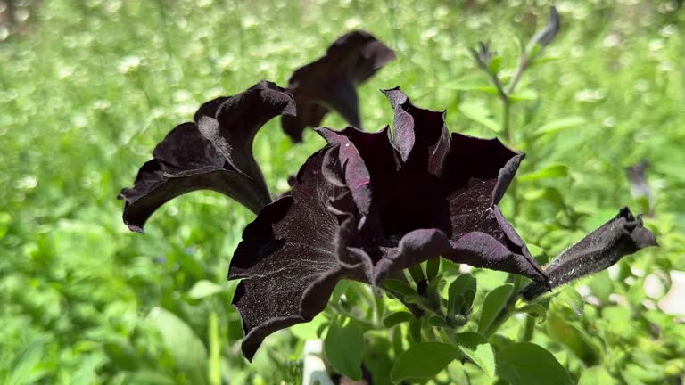 Black Hanging Petunia Flower Seeds