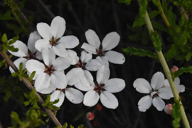 White Leptospermum Flower Seeds