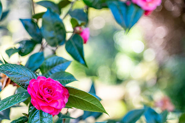 Pink Camellia Flower Seeds - Heirloom Non GMO High Germination Garden Seeds