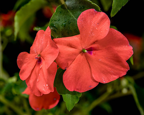 Orange Impatiens Flower Seeds Rare Blooming Plants for Balcony and Patio Gardens