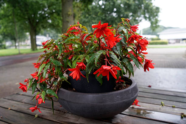 Red Boliviensis Flower Flower Seeds - Heirloom Non GMO High Germination Organic Garden Planting Seeds