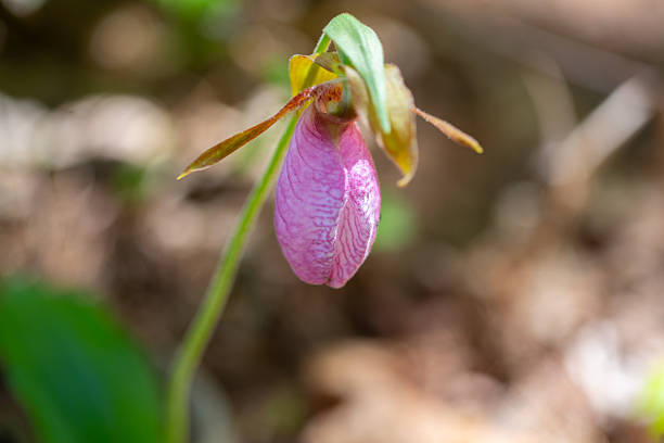 Cypripedium acaule Orchid Flower Seeds - Heirloom Non GMO High Germination Premium Garden Seeds for Planting