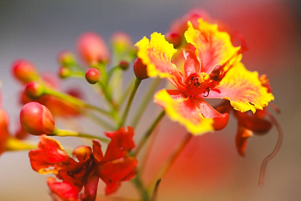 Caesalpinia Flower Seeds - Heirloom Non GMO High Germination Organic Garden Flower Seeds