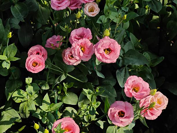 Pink Lisianthus s Seed Premium Floral Seeds - Heirloom Non GMO Premium Garden Seeds for Planting
