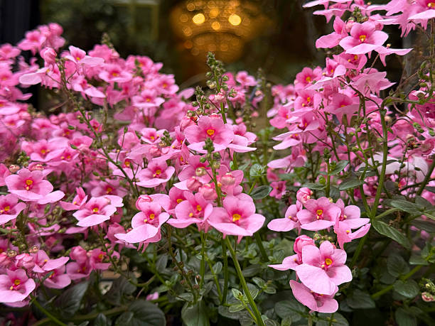 Diascia Flower Seeds - Heirloom Non GMO High Germination Premium Garden Seeds for Planting