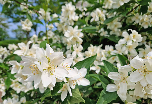 White Philadelphus Lewisii Flower Seeds – Rare Blooming Plants for Balcony & Outdoor Gardening