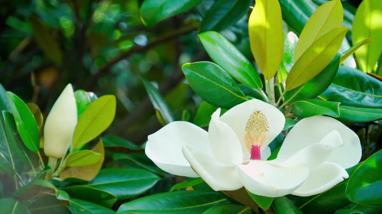 White Magnolia Flower Seeds,White Heirloom Non GMO High - Heirloom Non GMO High Germination Organic Flower Seeds