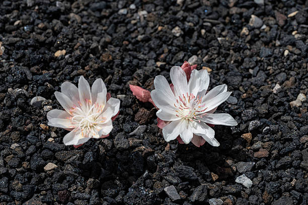 White Lewisia Flower Seeds – Premium Floral Seeds for Decorative Landscape Gardens
