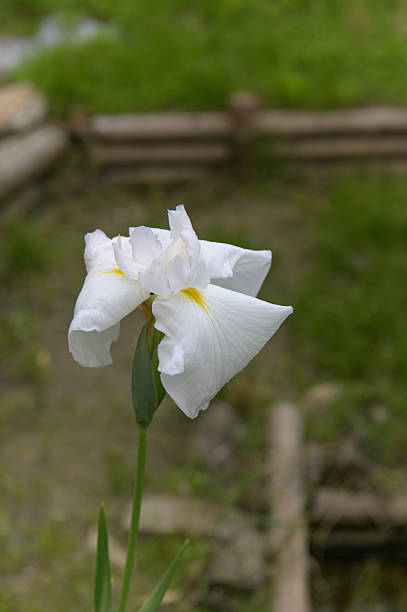 White Ensata Flower Seeds - Heirloom Non GMO High Germination Flower Seeds for Home Garden Planting