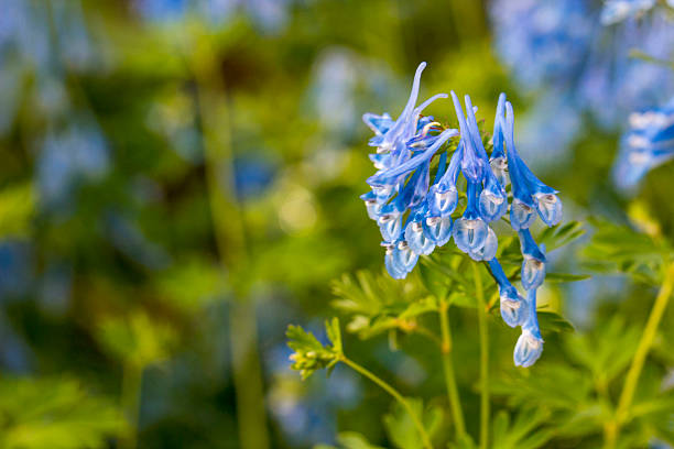 Corydalis Flower Seeds