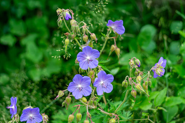 Cranesbill Flower Seeds - Heirloom Non GMO High Germination Premium Garden Seeds for Planting