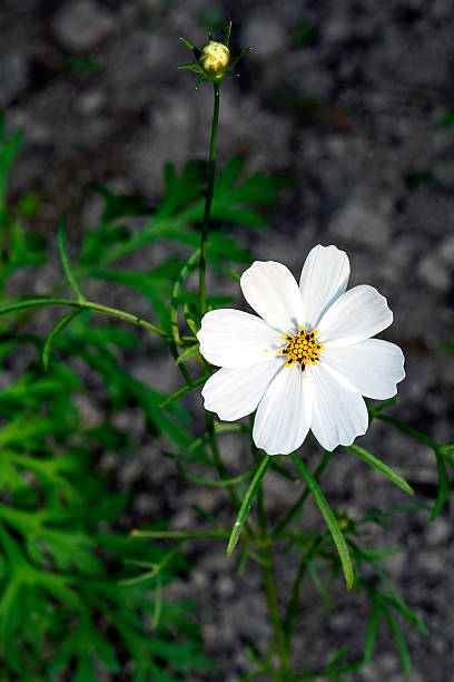 White Cosmos Flower Seeds | Heirloom, Non-GMO, High Germination Seeds