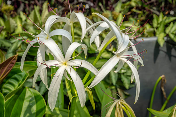 Crinum Flower Seeds - Heirloom Non GMO High Germination Premium Garden Seeds for Planting