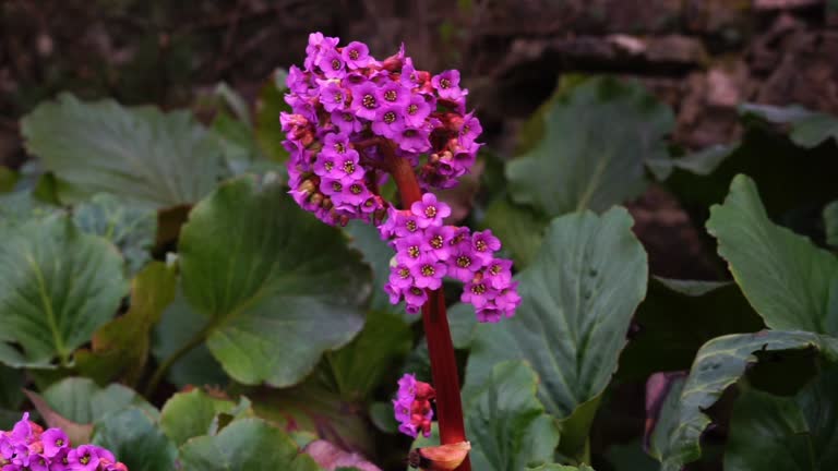 Bergenia Flower Seeds
