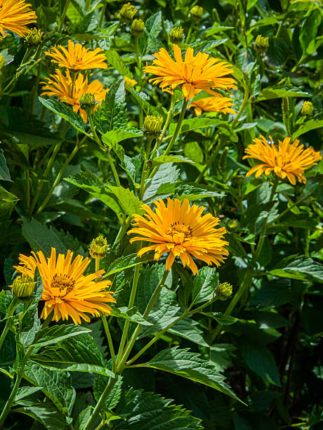 Heliopsis Flower Seeds - Heirloom, Non GMO, High Germination, Organic Garden Seeds
