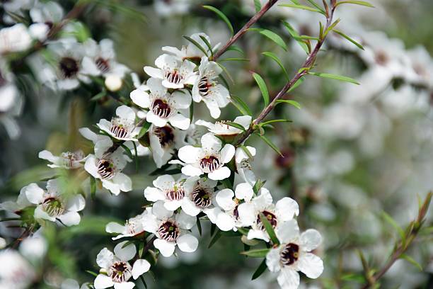 White Leptospermum Scoparium Flower Seeds