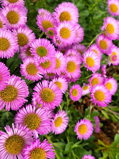 Pink Erigeron Flower Seeds | Heirloom Non-GMO High Germination Organic Garden Seeds - Heirloom Non GMO High Germination