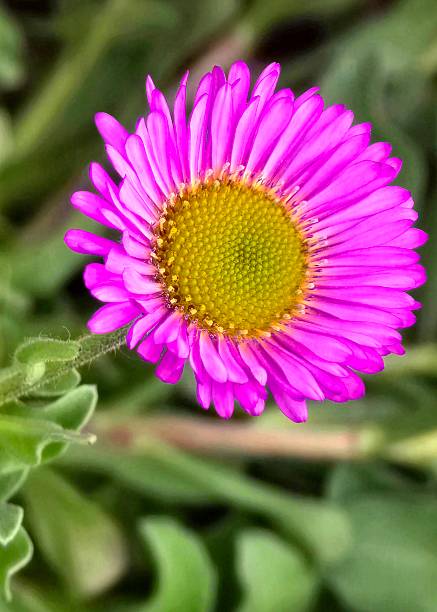 Pink Erigeron Flower Seeds