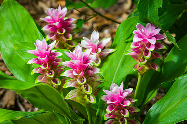 Curcuma Flower Seeds