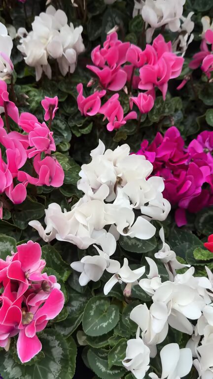 Mixed Cyclamen Flower Seeds