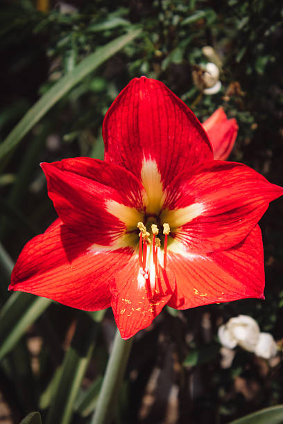 Amaryllis Flower Seeds