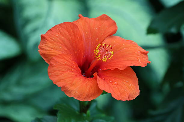 Orange hibiscus flower seeds for planting - Heirloom & Non-gmo Seeds for Home Garden Planting