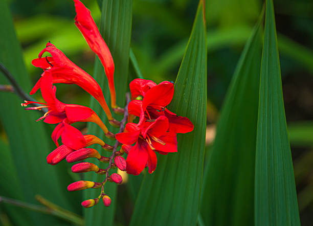 Red Crocosmia Flower Seeds - Heirloom Non GMO High Germination Premium Garden Seeds for Planting