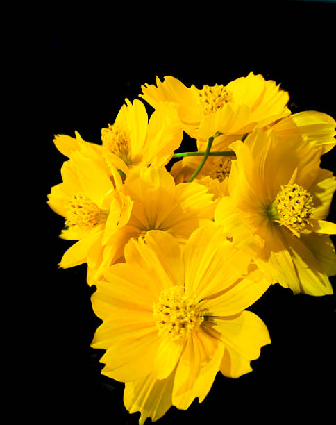 Yellow Cosmos Flower Seeds - Heirloom Non GMO High Germination Premium Garden Seeds for Planting