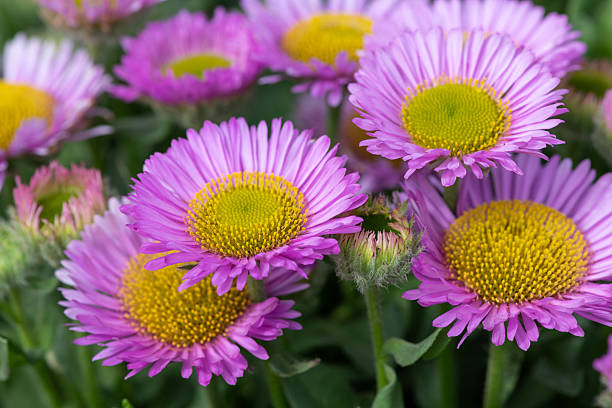 Erigeron Flower Seeds