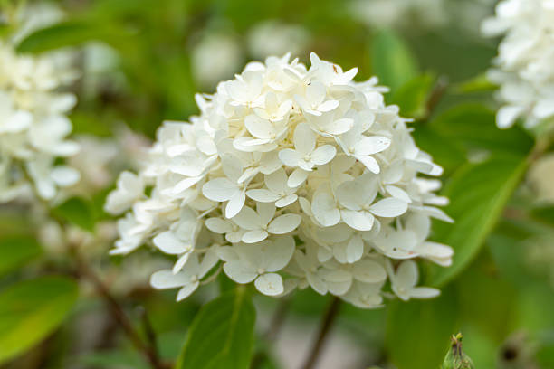 White Edgeworthia Flower Seeds