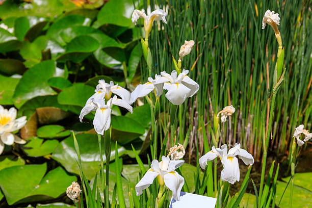 White Ensata Flower Seeds - Heirloom Non GMO High Germination Flower Seeds for Home Garden Planting