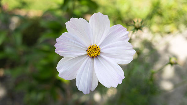 White Cosmos Flower Seeds | Heirloom, Non-GMO, High Germination Seeds