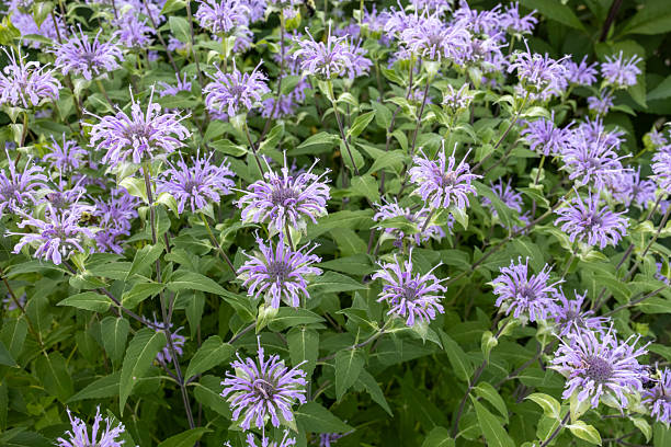 Purple Monarda fistulosa Flower Seeds – Rare Blooming Plants - Heirloom Non GMO High Germination Organic Garden Seeds