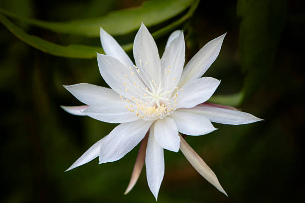 White Epiphyllum Oxypetalum Flower Seeds