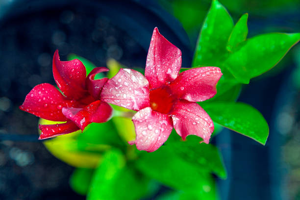 Dipladenia Flower Seeds