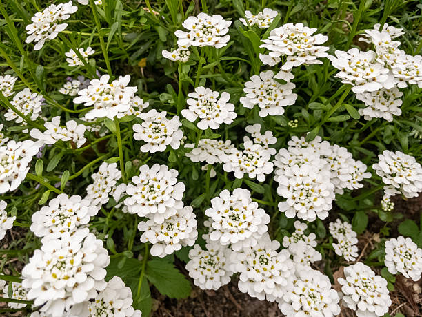 Candytuft Flower Seeds