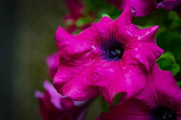 Dark Pink Petunia Flower Seeds - Heirloom Non GMO High Germination Premium Garden Seeds for Planting
