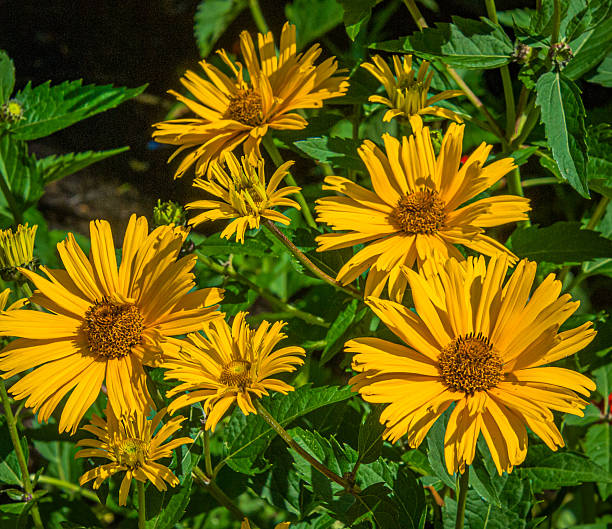 Heliopsis Flower Seeds - Heirloom, Non GMO, High Germination, Organic Garden Seeds